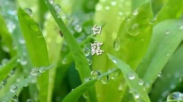 涼風(fēng)至，白露降